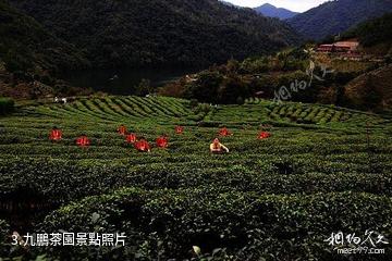 水上茶鄉九鵬溪-九鵬茶園照片