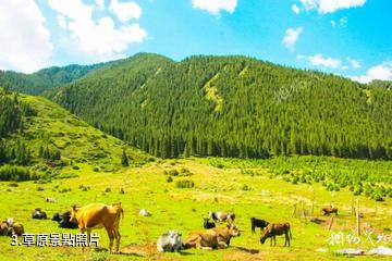 精河巴音阿門景區-草原照片