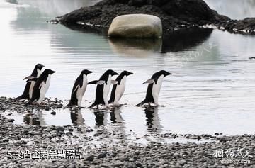 南極半島-尖凸企鵝照片