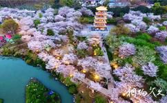 武漢東湖磨山旅遊攻略之櫻花園