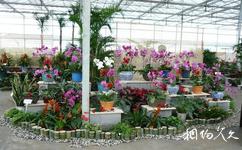 灌南現代農業示範區旅遊攻略之冠台花卉博覽園