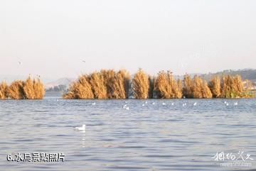 石屏異龍湖濕地公園-水鳥照片