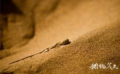 阿拉善盟巴丹吉林沙漠旅遊攻略之沙漠生物
