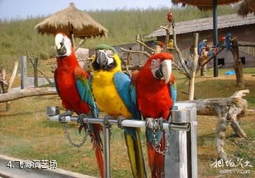 杭州野生动物世界-飞禽演艺场照片