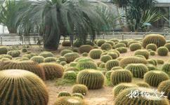 天津熱帶植物觀光園旅遊攻略之沙生區