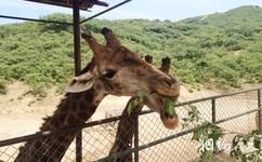 北京八达岭野生动物世界旅游攻略之长颈鹿
