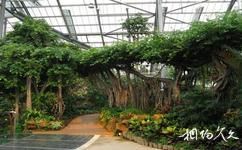 中科院華南植物園旅遊攻略之獨木成林