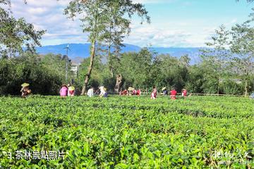 騰衝高黎貢山茶博園景區-茶林照片