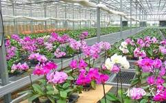 津南国家农业科技园旅游攻略之名贵花卉