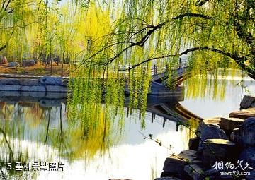 臨朐濱河公園-垂柳照片