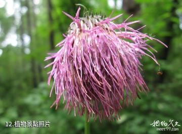 黑龍江涼水自然保護區-植物照片
