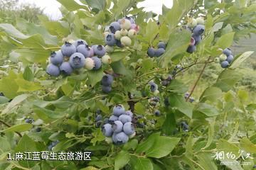 麻江蓝莓生态旅游区照片