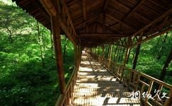 海陽雲頂自然旅遊攻略之竹廊