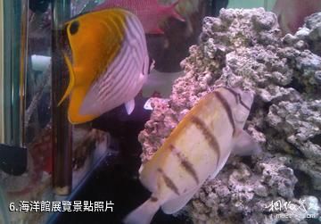 台北海洋生活館-海洋館展覽照片