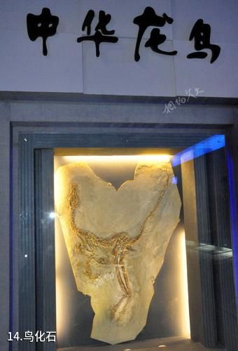 辽宁朝阳鸟化石国家地质公园-鸟化石照片