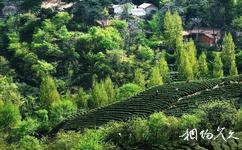 信阳灵龙湖生态文化旅游攻略之茶文化