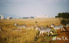 肯亞內羅畢旅遊攻略之內羅畢國家公園
