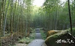 台灣溪頭森林公園（溪頭自然教育園區）旅遊攻略之孟宗竹林