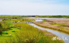 上海东滩湿地公园旅游攻略之湿地