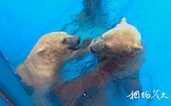 成都海昌极地海洋世界旅游攻略之北极熊馆