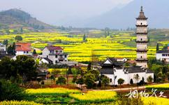 建德新叶古村旅游攻略之油菜花田