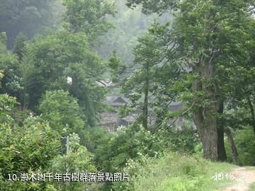 隆回大花瑤虎形山景區-崇木凼千年古樹群落照片