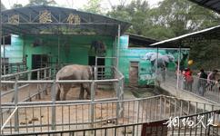 柳州动物园旅游攻略之大象