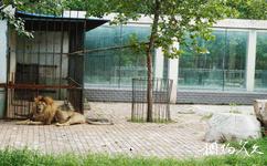 淄博动物园旅游攻略之狮山