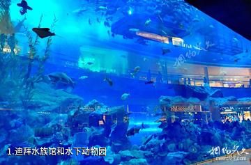 迪拜水族馆和水下动物园照片