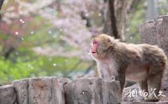 日本札幌旅遊攻略之圓山動物園