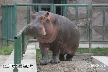 北方森林動物園-河馬館照片