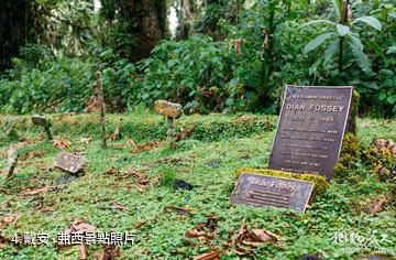 盧安達火山國家公園-戴安·弗西照片