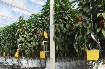 伊宁现代农业科技示范园-无公害蔬果照片