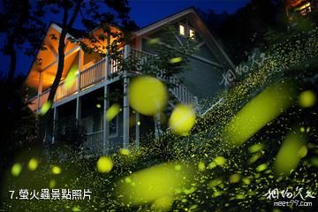 台灣嘉義瑞里風景區-螢火蟲照片