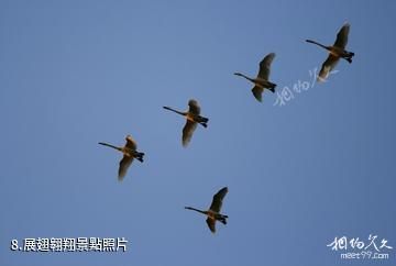 東營龍悅湖天鵝湖-展翅翱翔照片