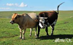 新疆喀拉峻草原旅游攻略之牛儿
