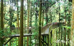 台湾溪头森林公园（溪头自然教育园区）旅游攻略之空中走廊