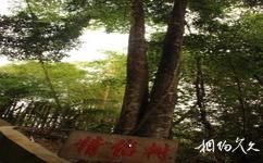 海南霸王嶺國家森林公園旅遊攻略之情侶樹