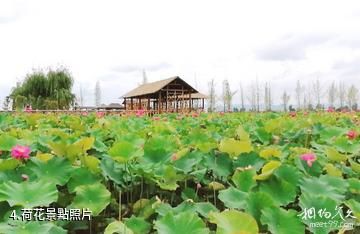 曲靖麒麟水鄉景區-荷花照片