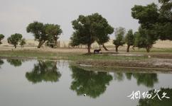 新疆羅布人村寨旅遊攻略之塔里木河