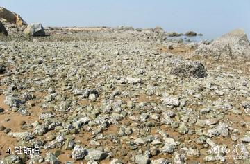 天津古海岸与湿地国家级自然保护区-牡蛎礁照片