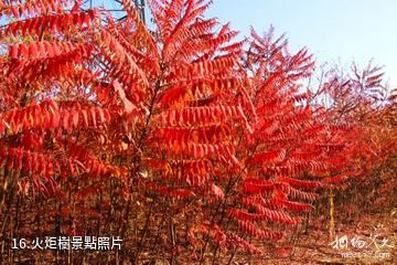 忻州市定襄鳳凰山景區-火炬樹照片