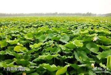 淮安金湖荷花荡景区-百荷观赏园照片