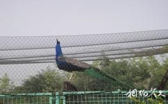 上海動物園旅遊攻略之孔雀苑