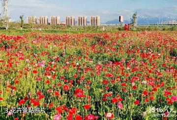 烏蘇花海·喜世界公園-花卉照片