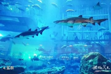 迪拜水族馆和水下动物园-鲨群照片