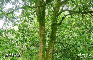 儋州海南热带植物园-经济林木区照片