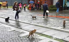 台灣猴硐貓村旅遊攻略之街道