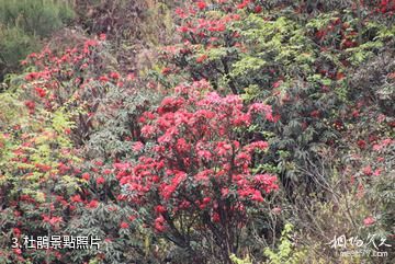 長順杜鵑湖-杜鵑照片