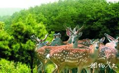 江蘇永豐林農業生態園旅遊攻略之梅花鹿
